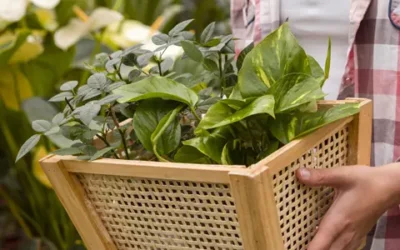 Bac pro technicien conseil vente univers jardinerie