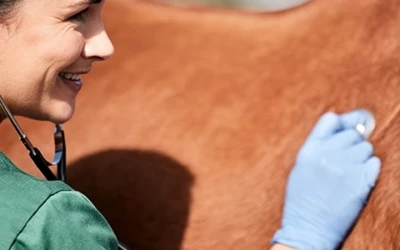 Option vétérinaire