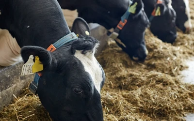 CAPa – Métiers de l’agriculture (Production animale – Ruminants) – Blocs 4 et 5