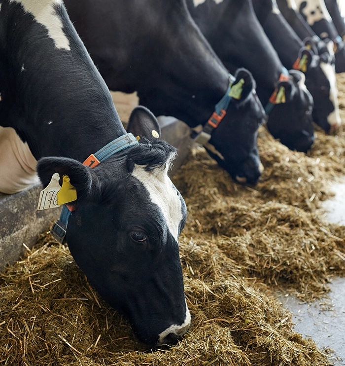 Formation metiers agriculture production animale ruminant - Campus SNM